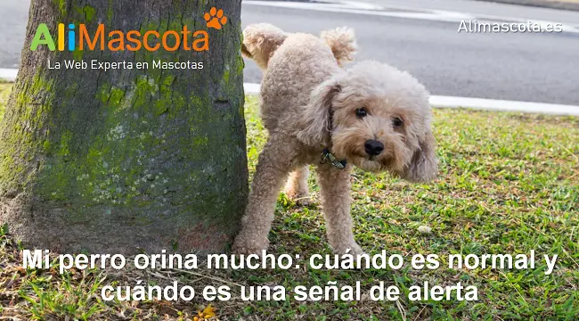 Mi perro orina mucho: cuándo es normal y cuándo es una señal de alerta