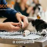 claves fundamentales para la elección de un perro de trabajo o compañía