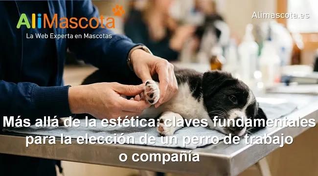 claves fundamentales para la elección de un perro de trabajo o compañía